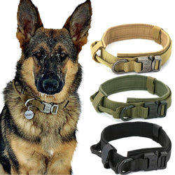 Dog Collar - Shop Express