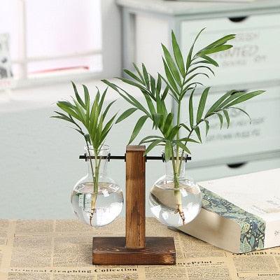 Hydroponic Transparent Plant Vases - Shop Express