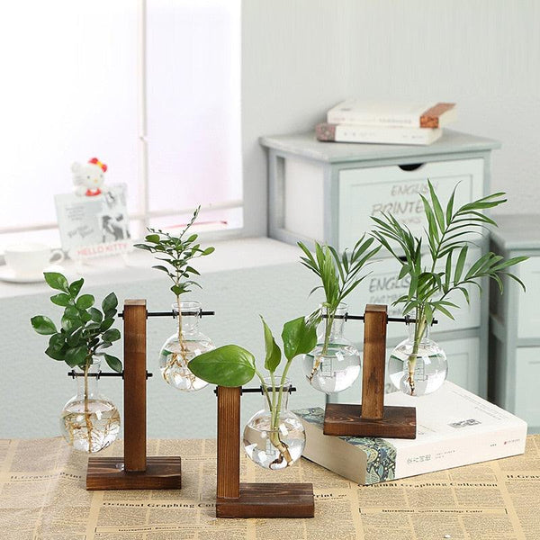 Hydroponic Transparent Plant Vases - Shop Express